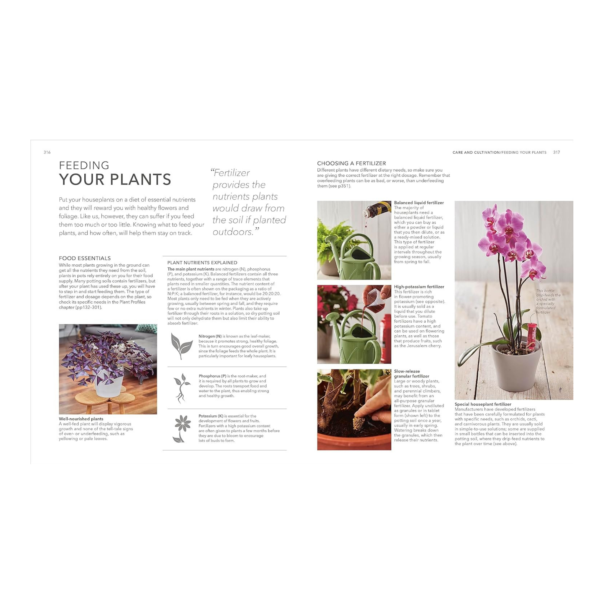 Houseplant