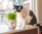 Cat sniffing green grass planted in a decorative bearded man planter on a sunny windowsill