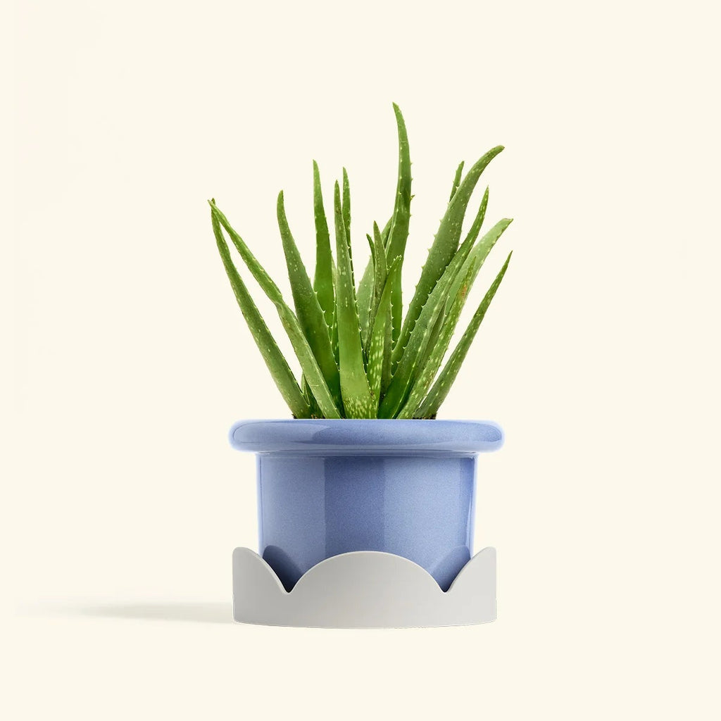 Green aloe vera plant in a blue pot resting on a white petal-shaped drip tray on a cream background