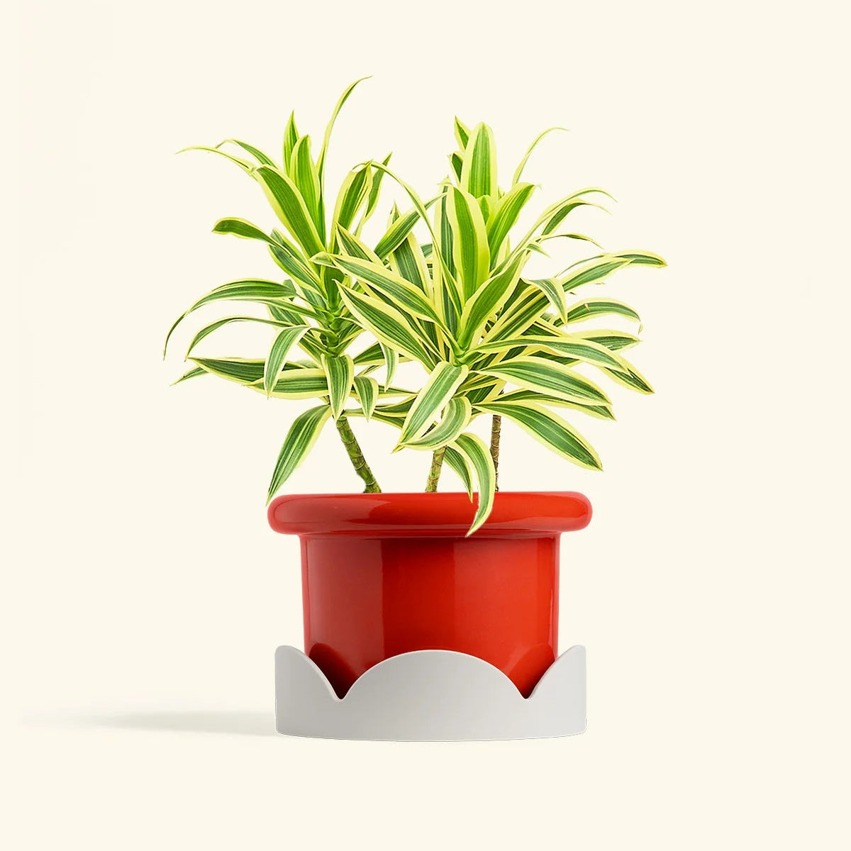 Green variegated Dracaena plant in a red pot resting on a beige petal-shaped drip tray against a cream background