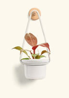 Wall Mount + Fat Lip Rope in Sandstone + Planter