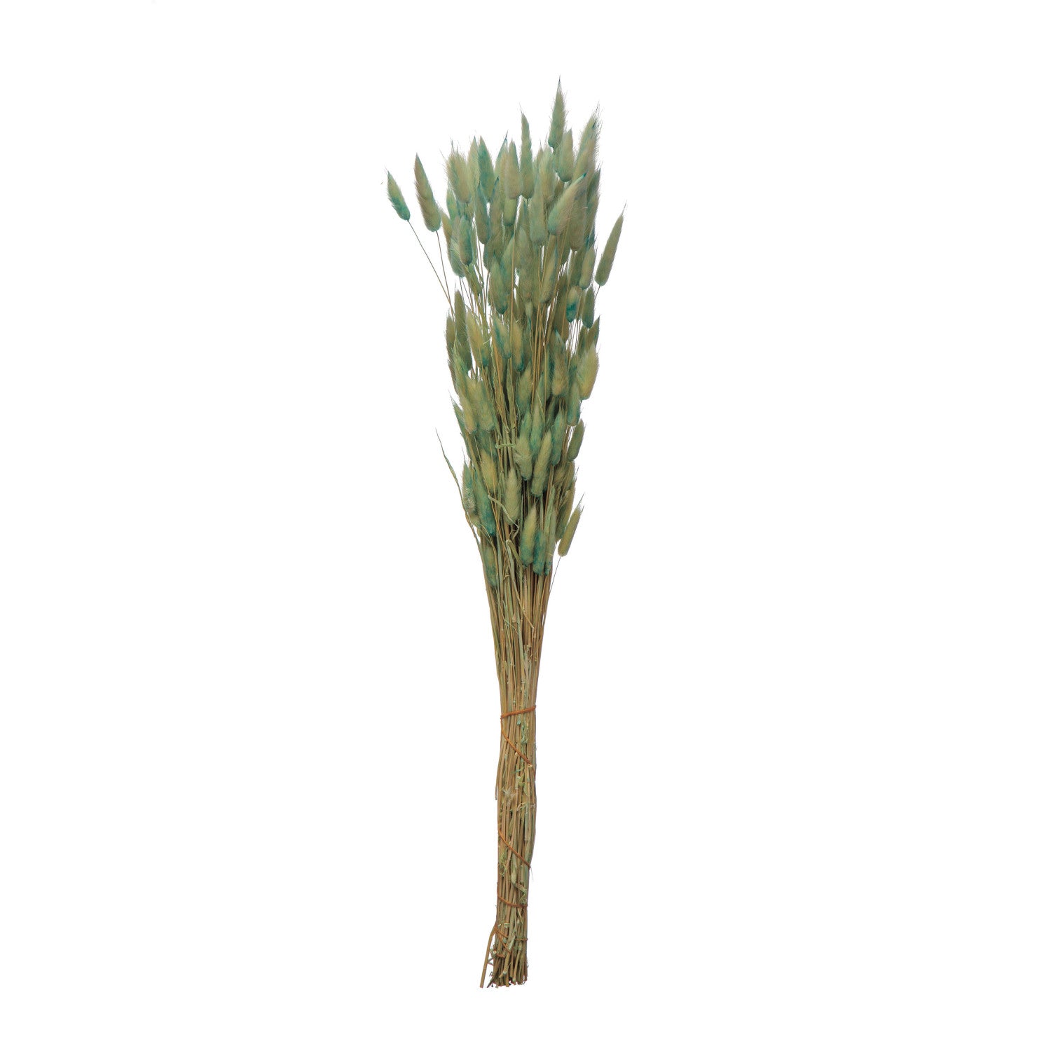 Bouquet of dried mint bunny tails on a white background