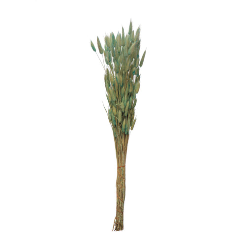 Bouquet of dried mint bunny tails on a white background