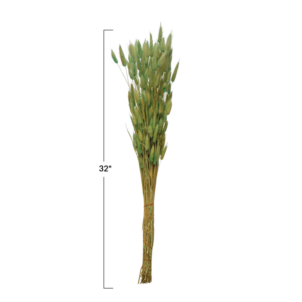 Bouquet of mint dried bunny tails with a measurement label indicating a length of 32 inches on a white background.