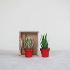 Potted Cactus Ornaments