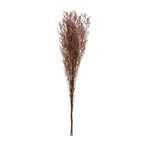 Bouquet of dried lavender grasses on a white background