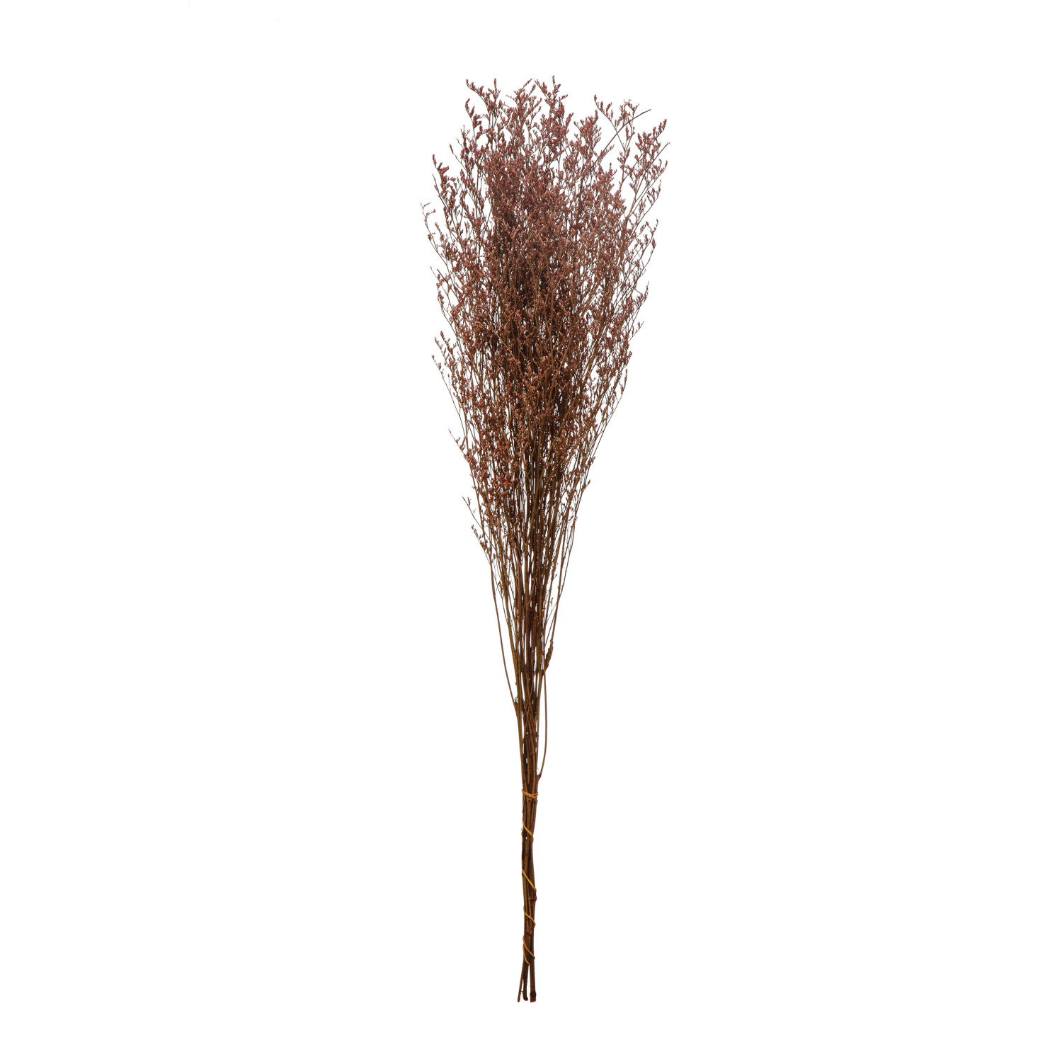 Bouquet of dried lavender grasses on a white background