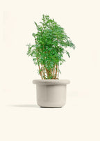 Polar White - XL (10") Fat Lip Planter