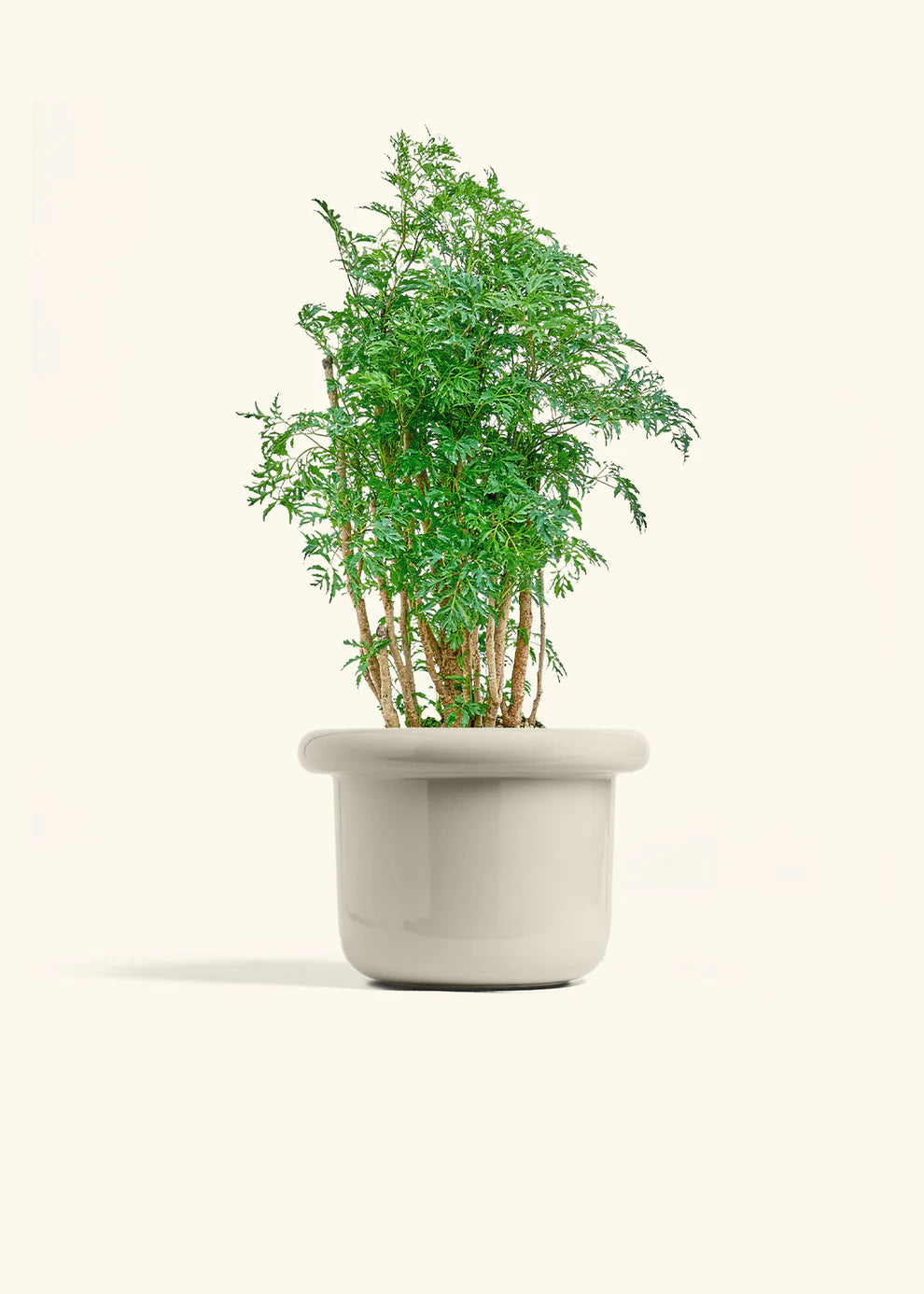 Polar White - XL (10") Fat Lip Planter