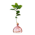 Avocado Vase - Rose Pink