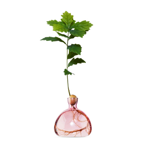 Rose pink glass vase with slender neck holding a green branch with visible roots inside the base